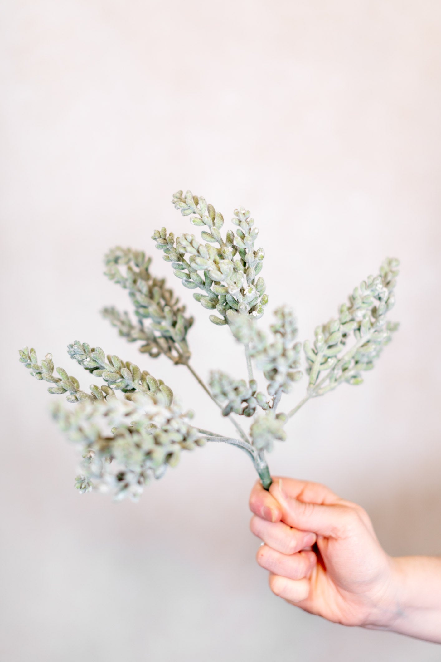 Finger Sedum Bush Stem