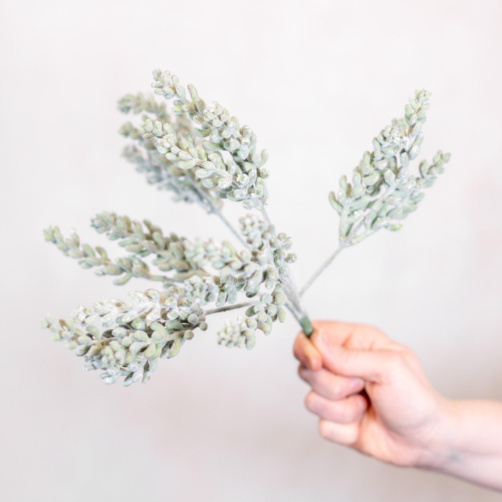 Finger Sedum Bush Stem
