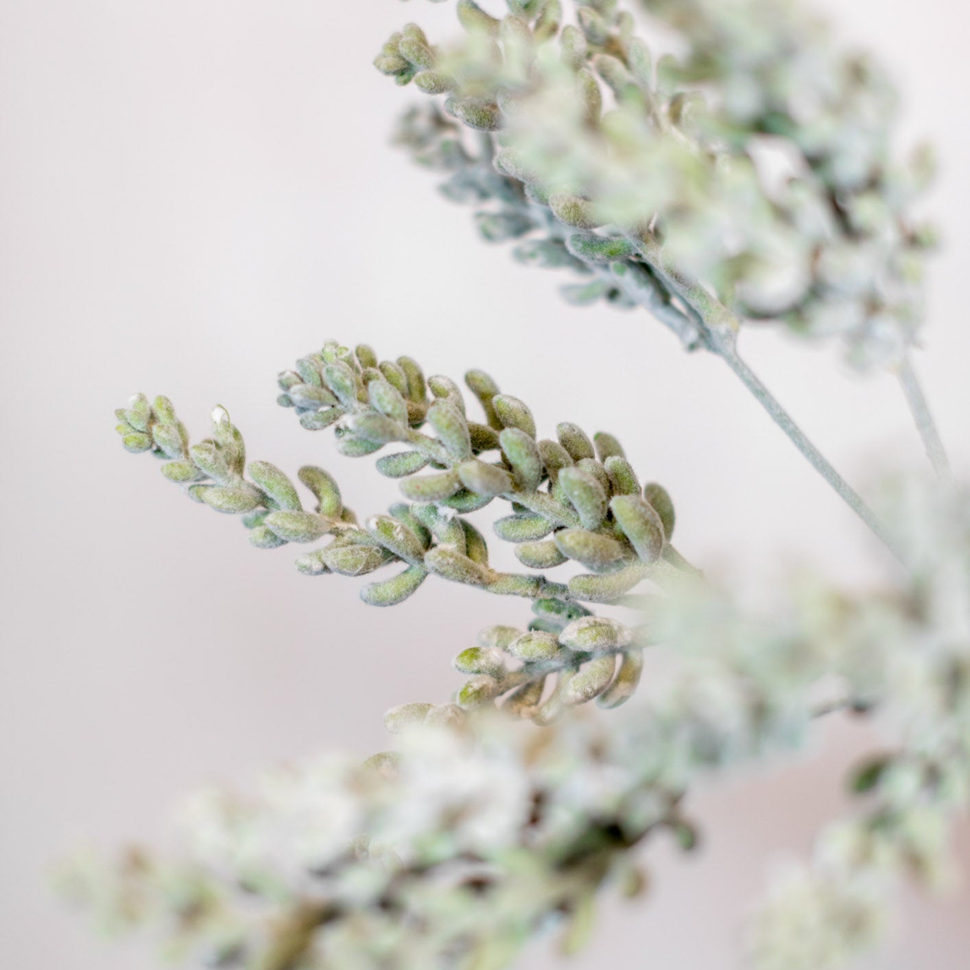 Finger Sedum Bush Stem