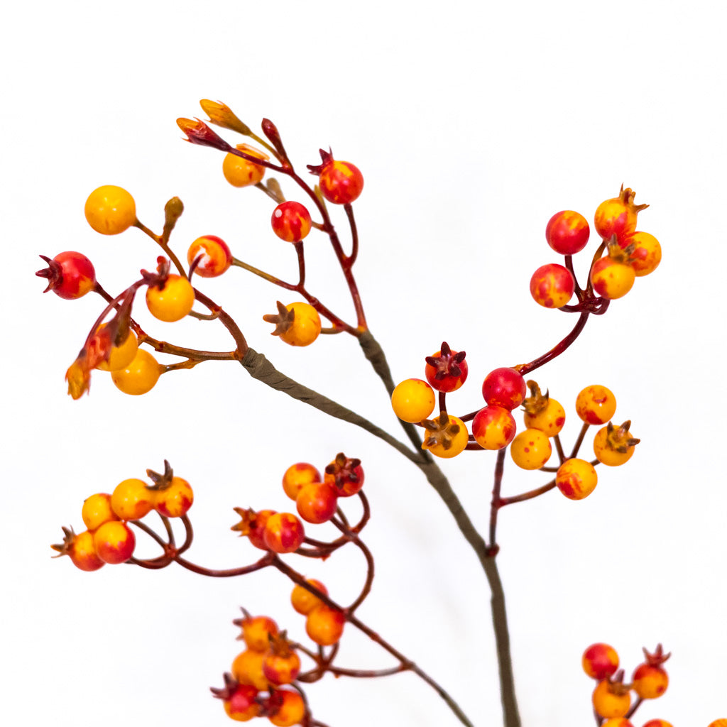 Orange Rosehip Berry Spray