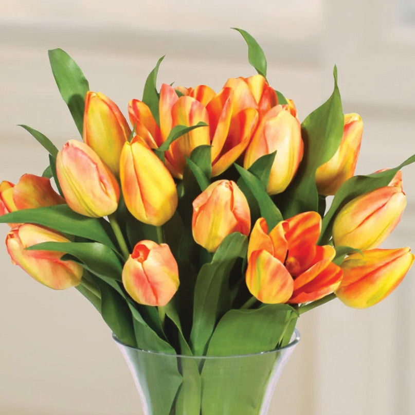 Yellow and Orange Tulips in Glass