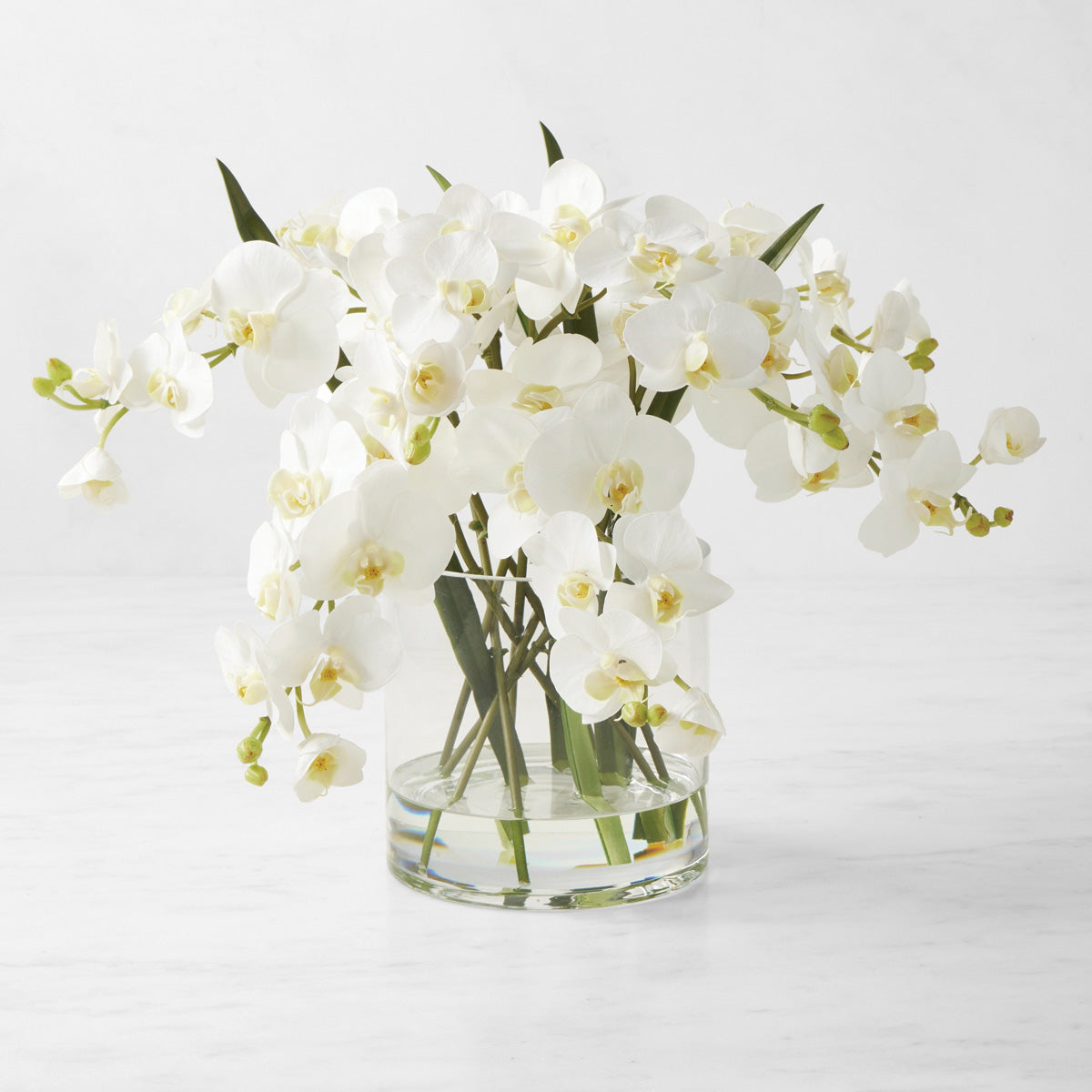 White Phalaenopsis Orchid in Glass
