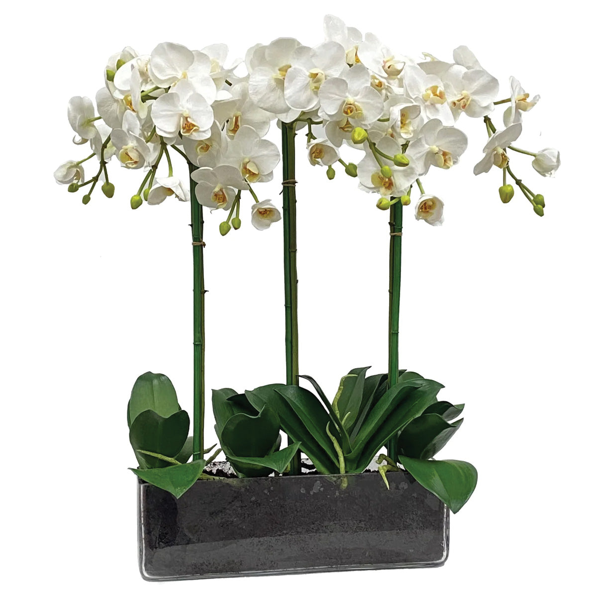 White Phalaenopsis Orchids in Glass
