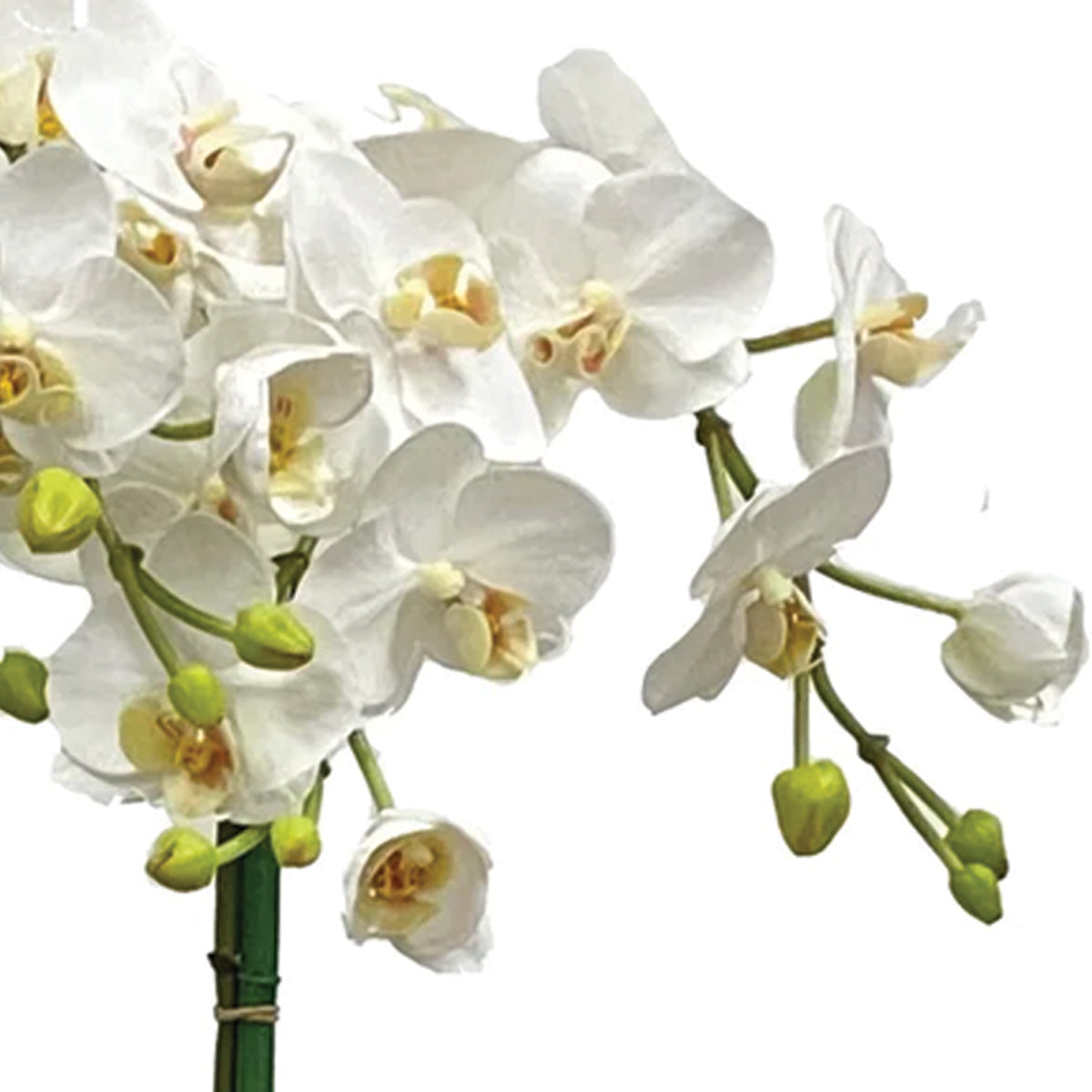 White Phalaenopsis Orchids in Glass