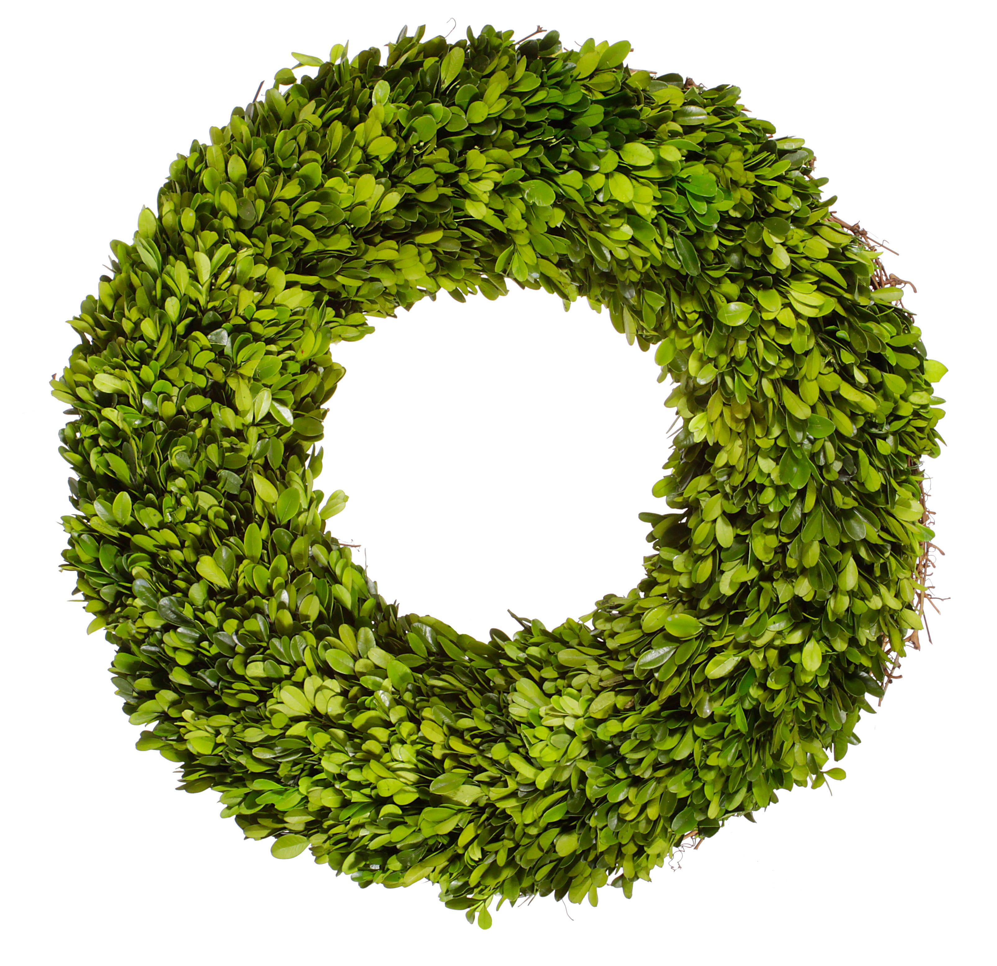 Green Boxwood Wreath 20"