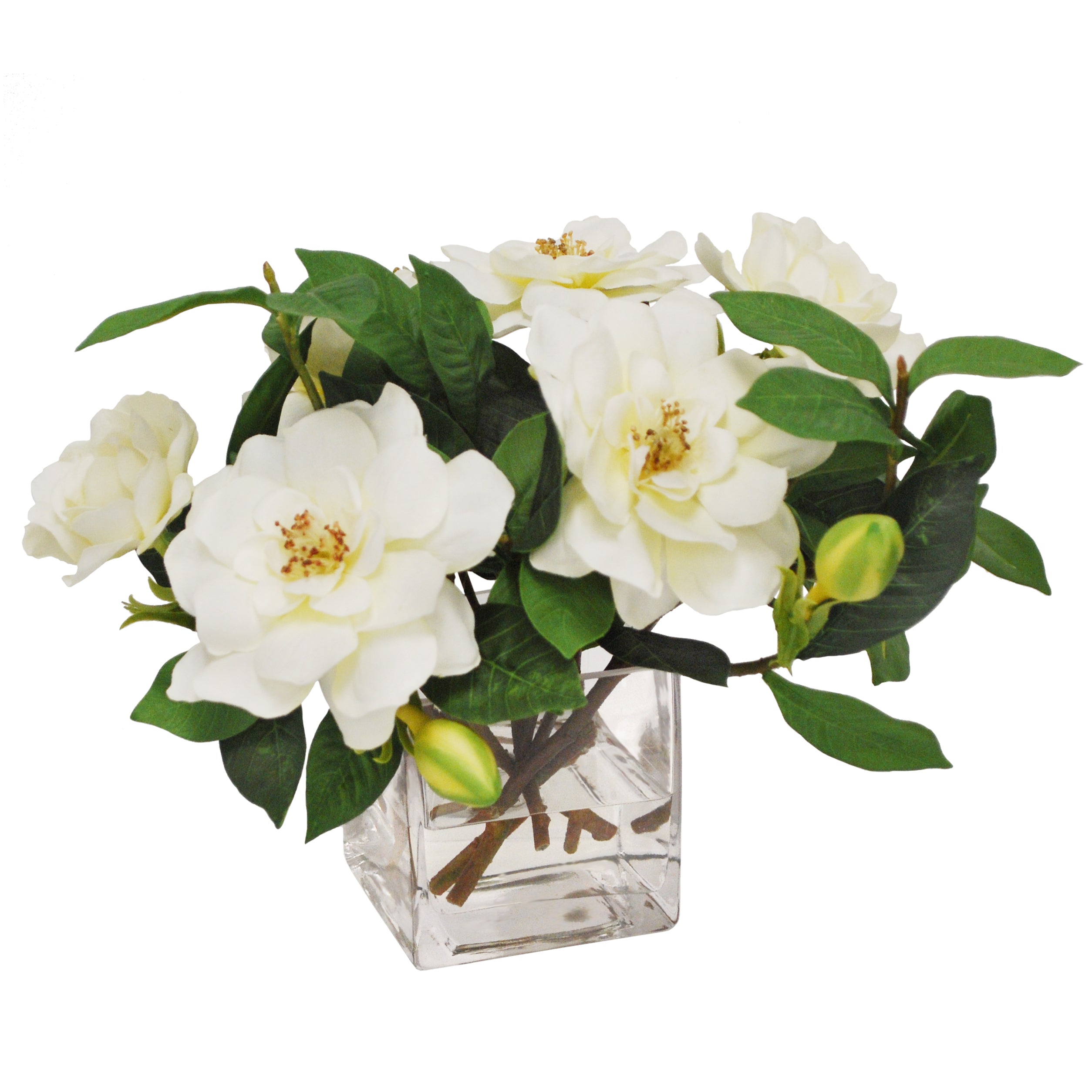 Cream Gardenia Jubilation in Cube