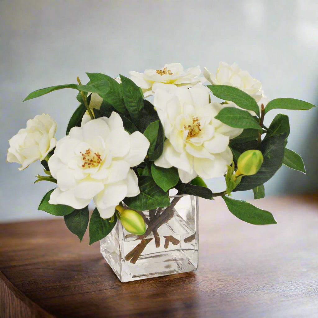 Cream Gardenia Jubilation in Cube
