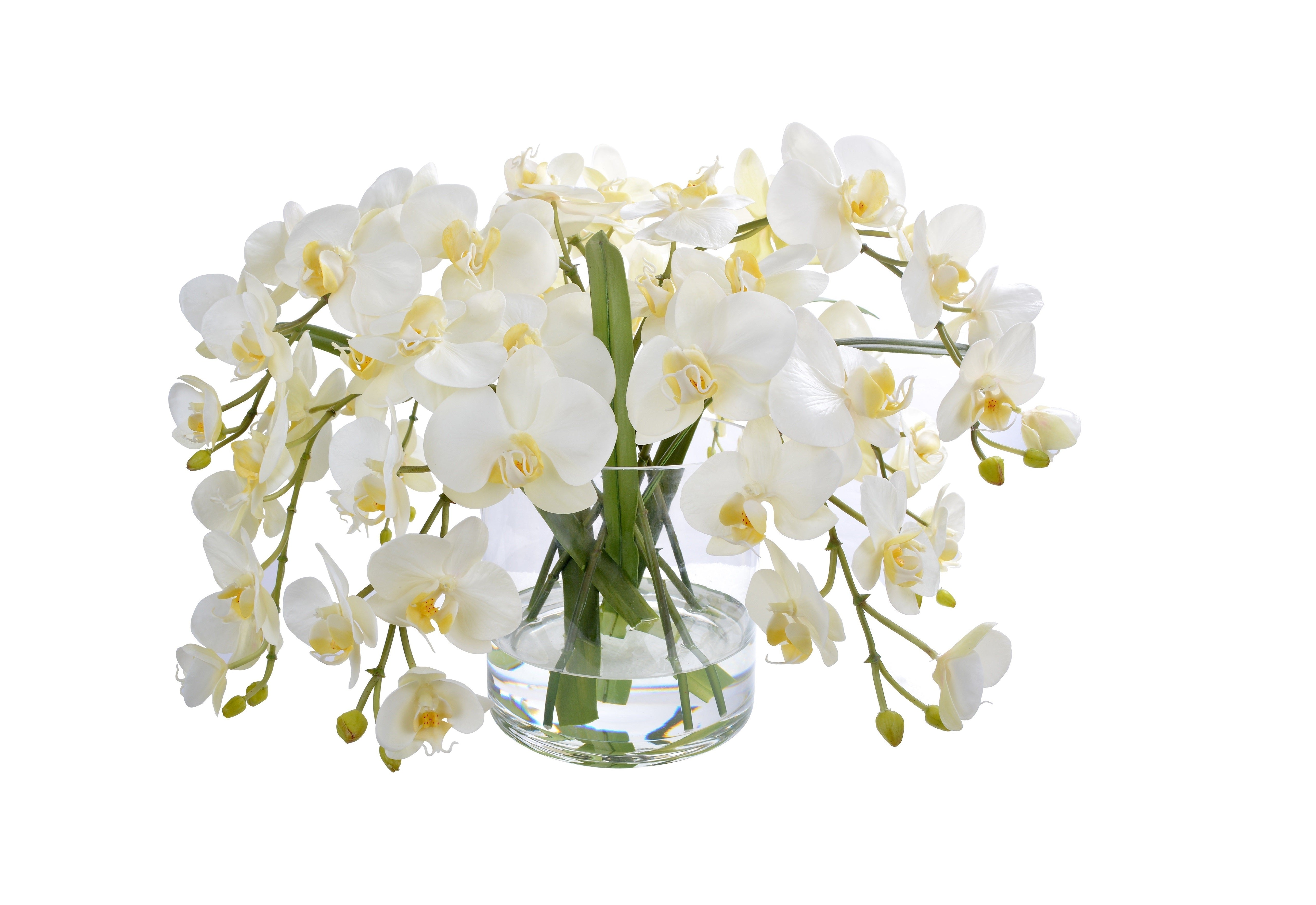 White Phalaenopsis Orchid in Glass