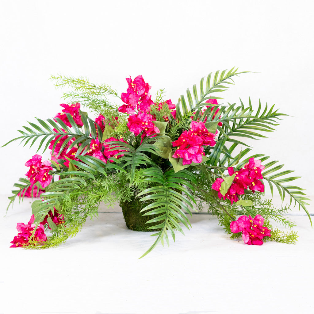 Bougainvillea and Sprengeri in Moss Pot