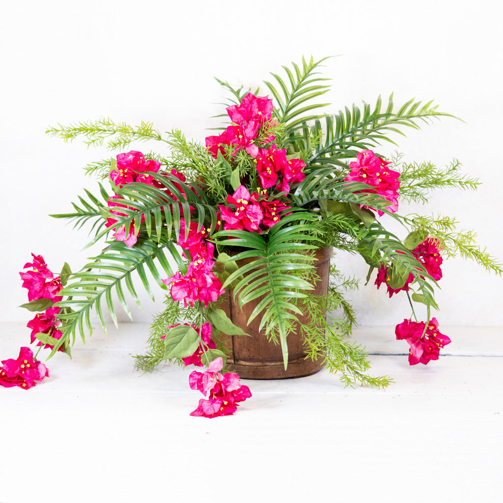 Bougainvillea and Sprengeri in Moss Pot