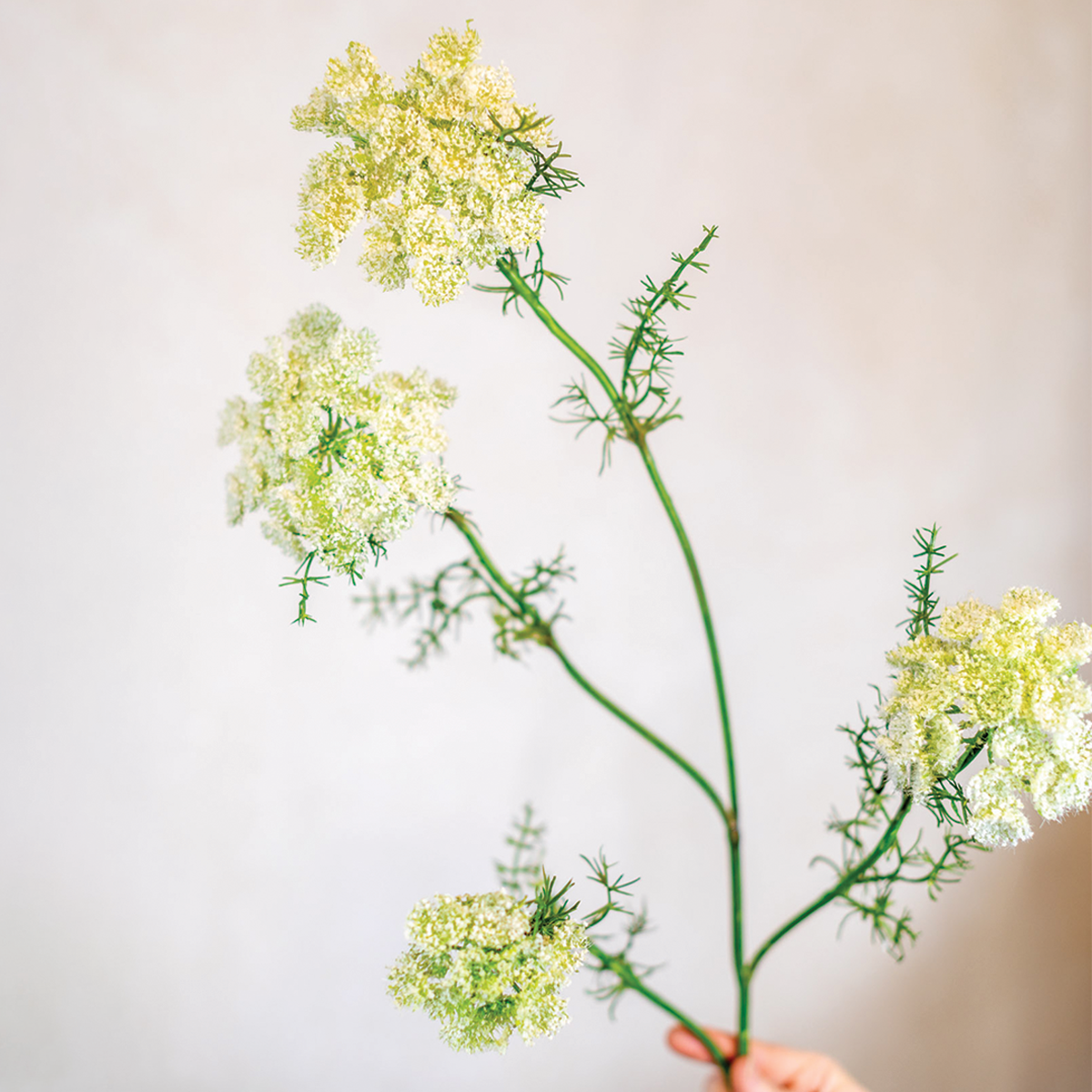 Wild White Dill Spray