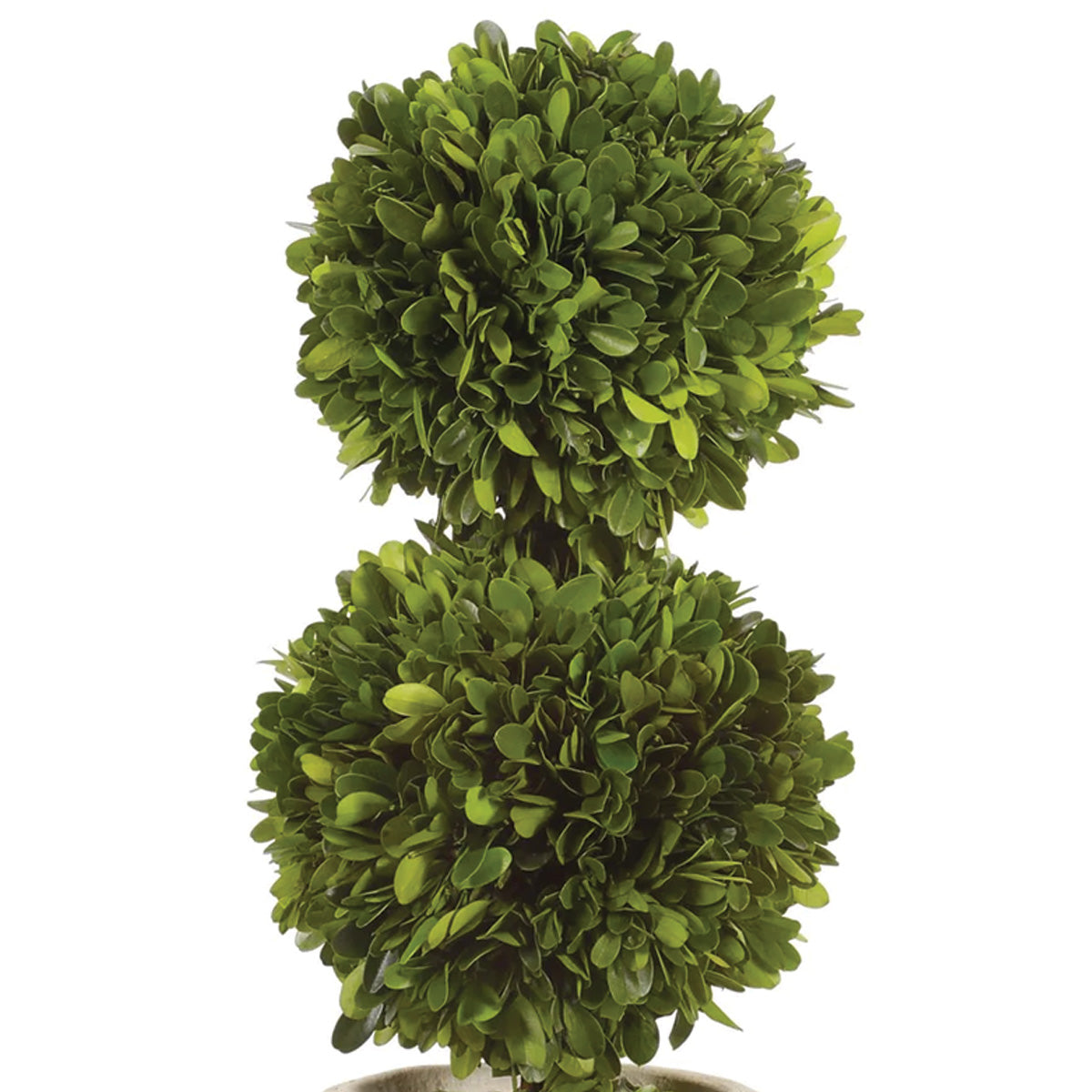 Double Boxwood Ball Topiary 18"