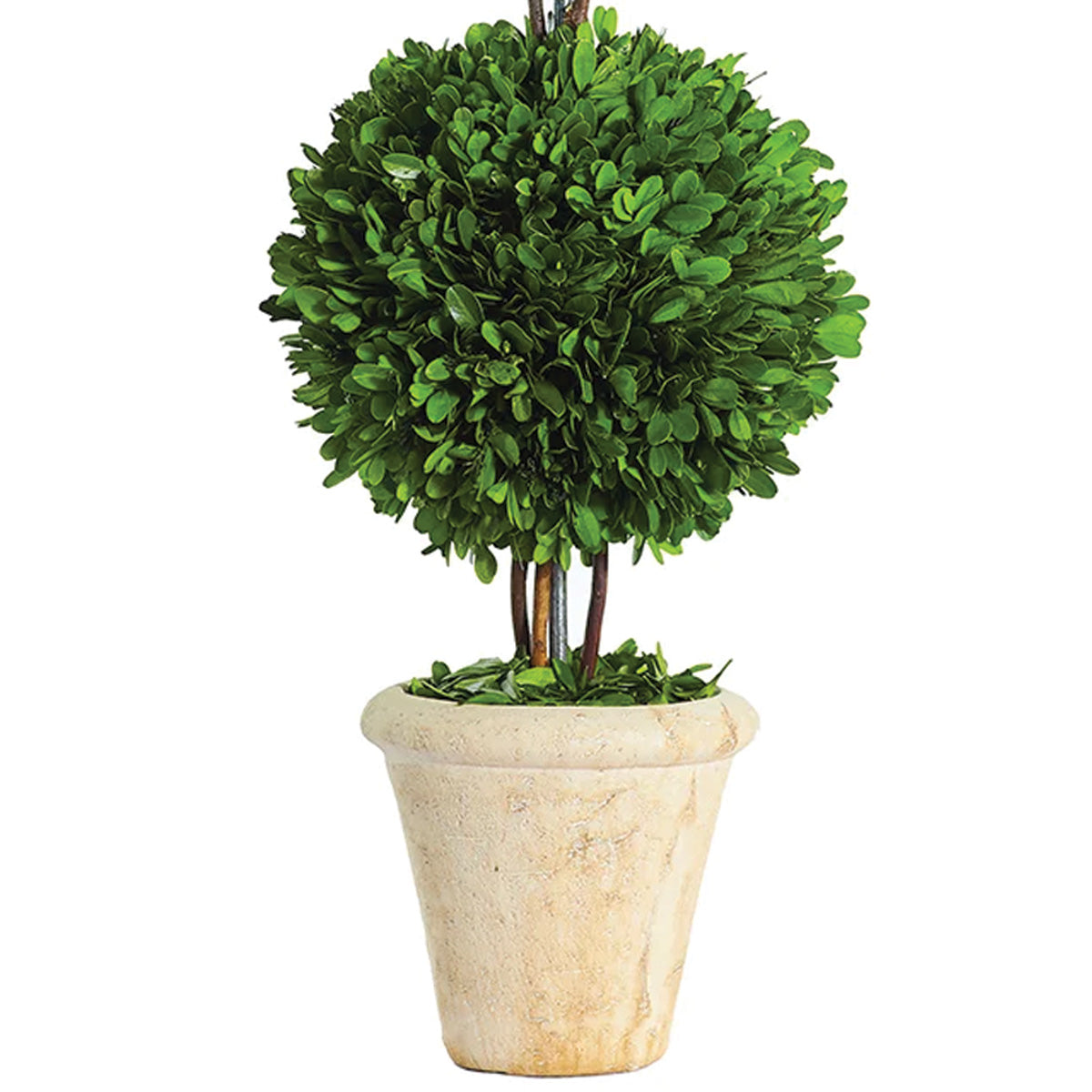 Double Boxwood Ball Topiary 24"