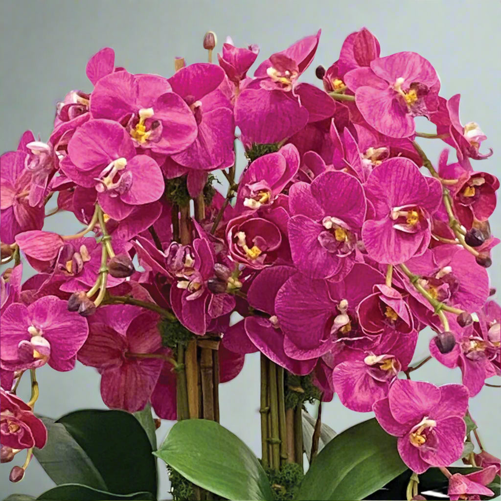 Fuchsia Orchid in Rose Trellis Bowl