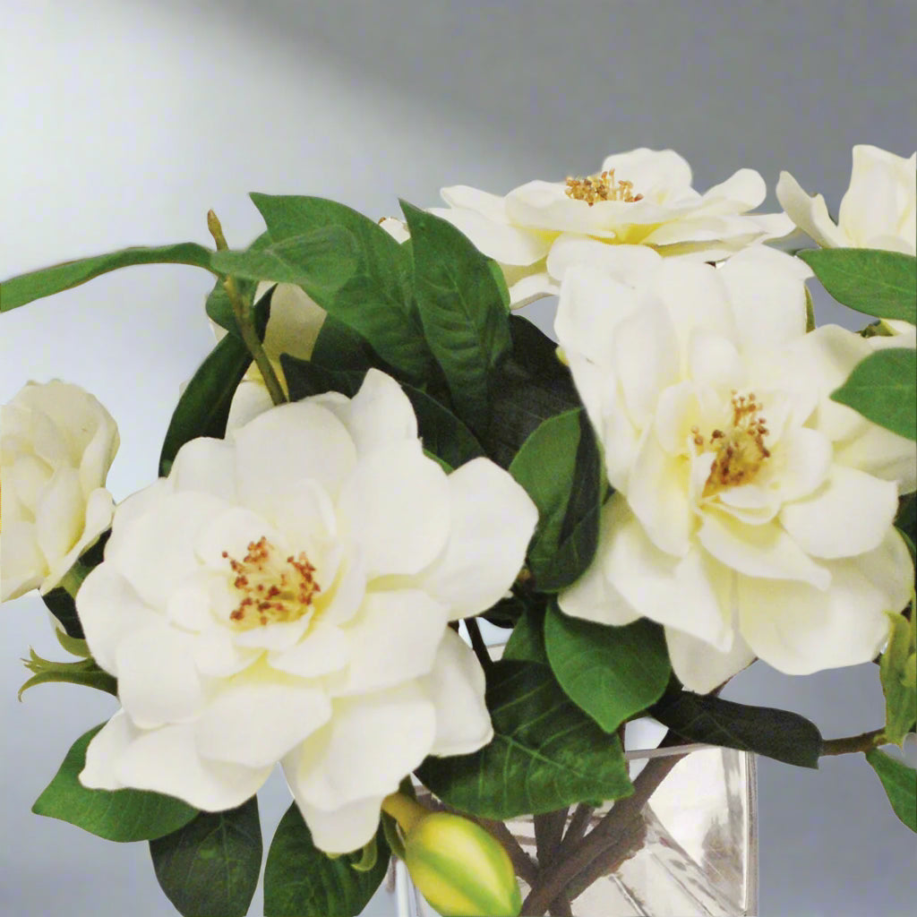 Cream Gardenia Jubilation in Cube