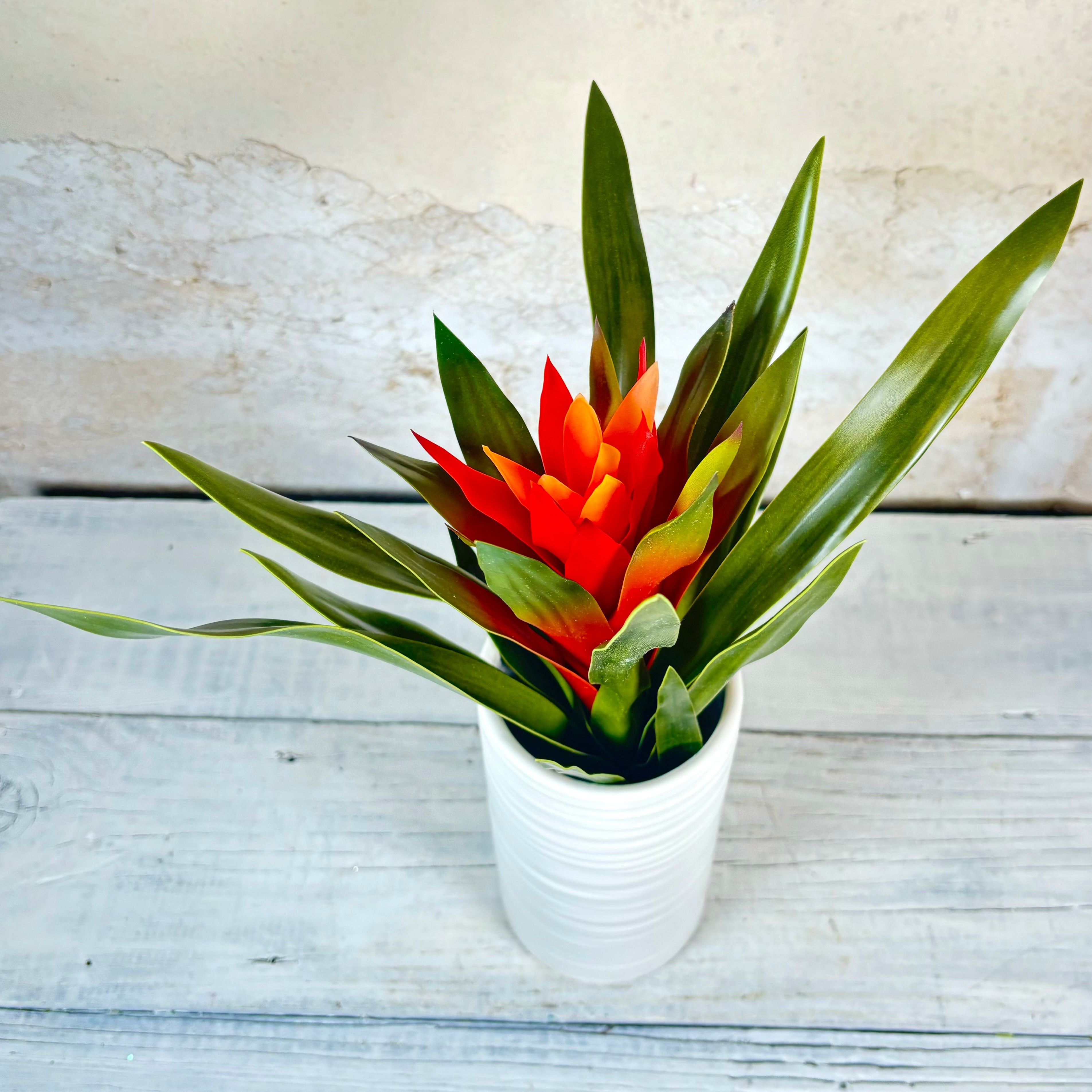 Orange Bromeliad Plant