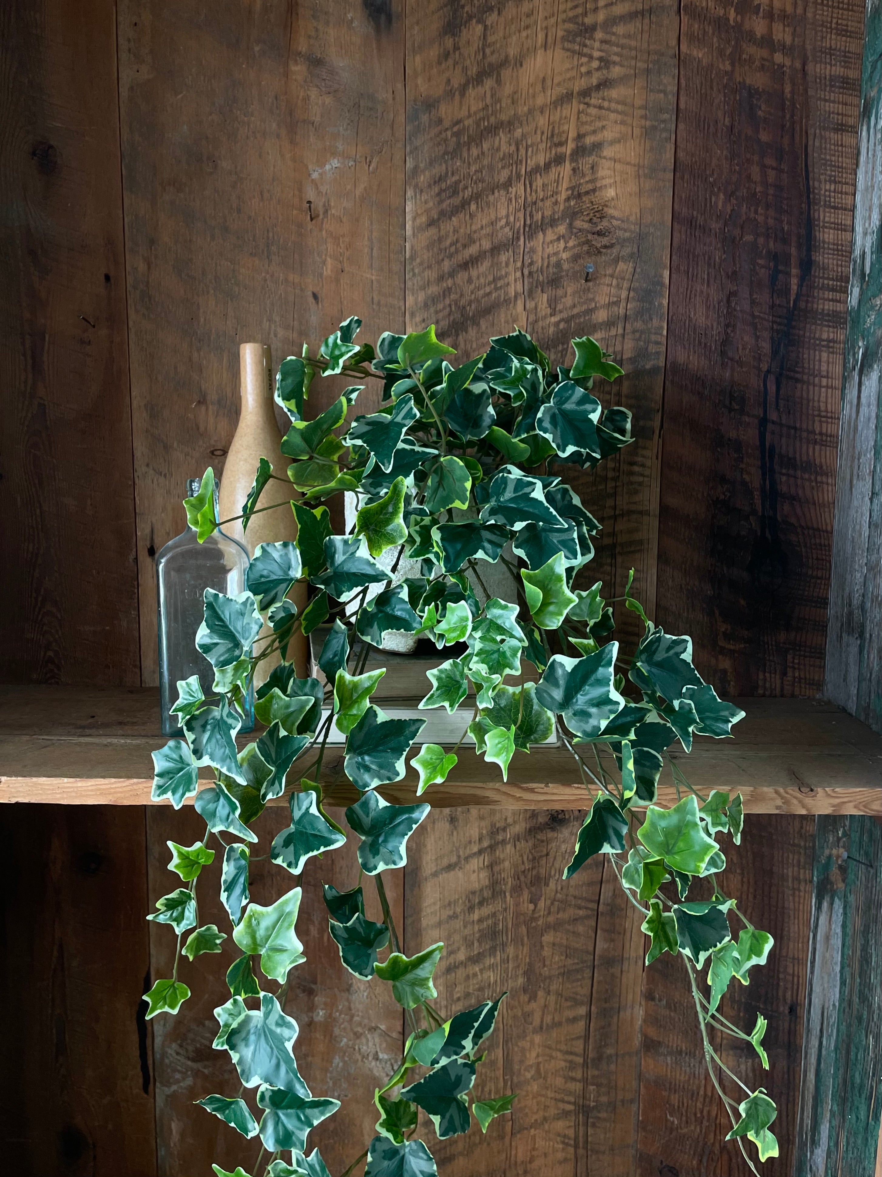 English Ivy Bush Variegated