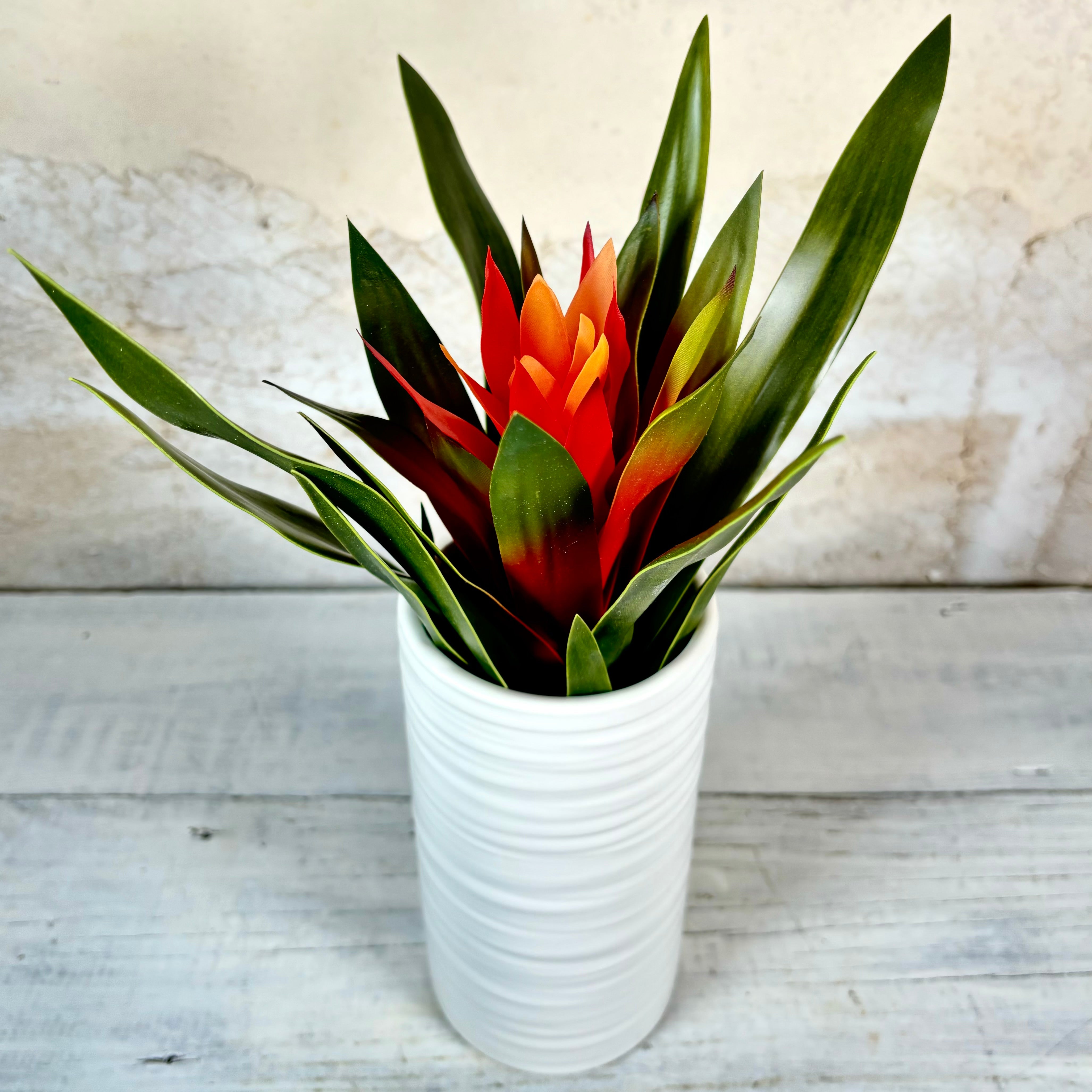Orange Bromeliad Plant