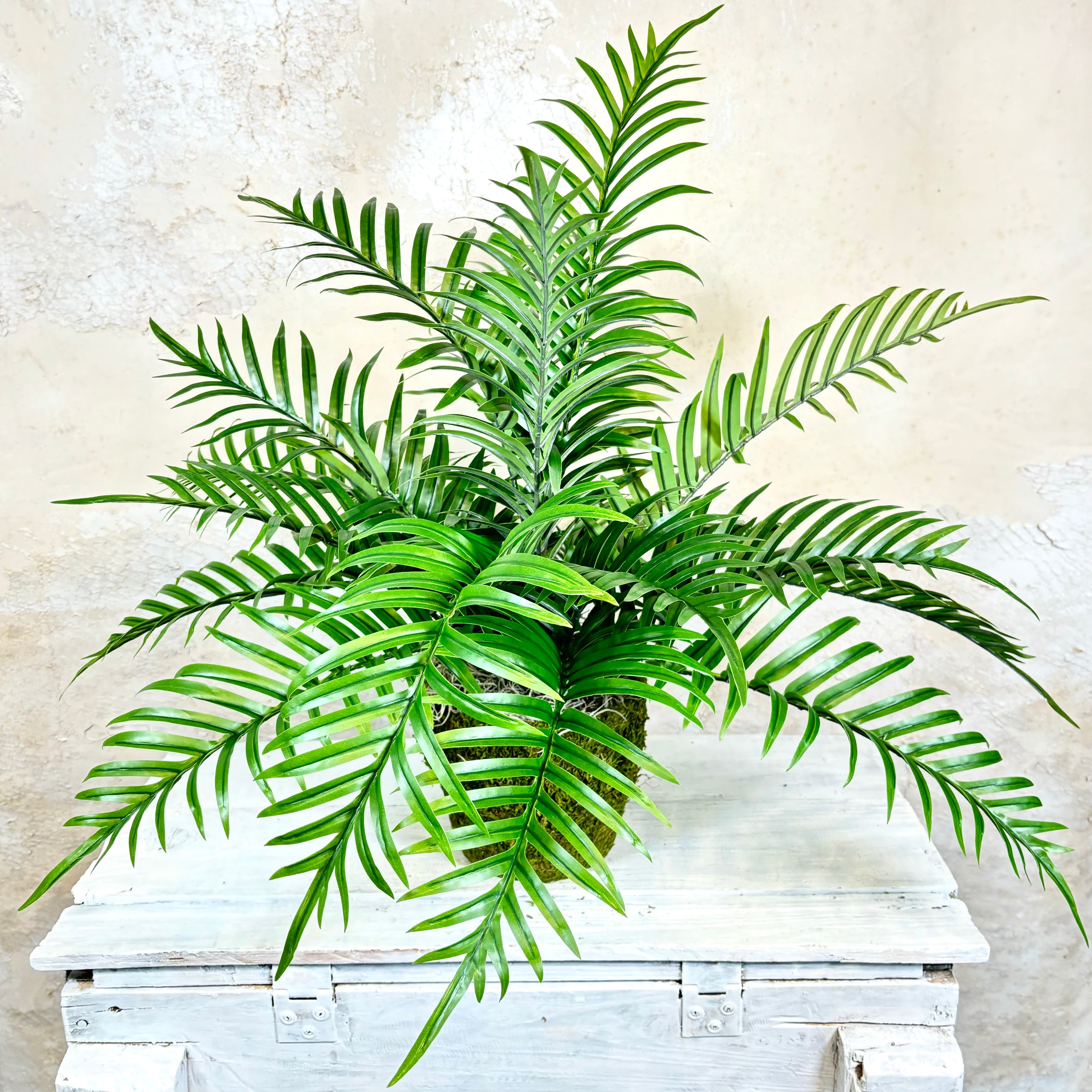 Areca Bush in Moss Pot Drop In