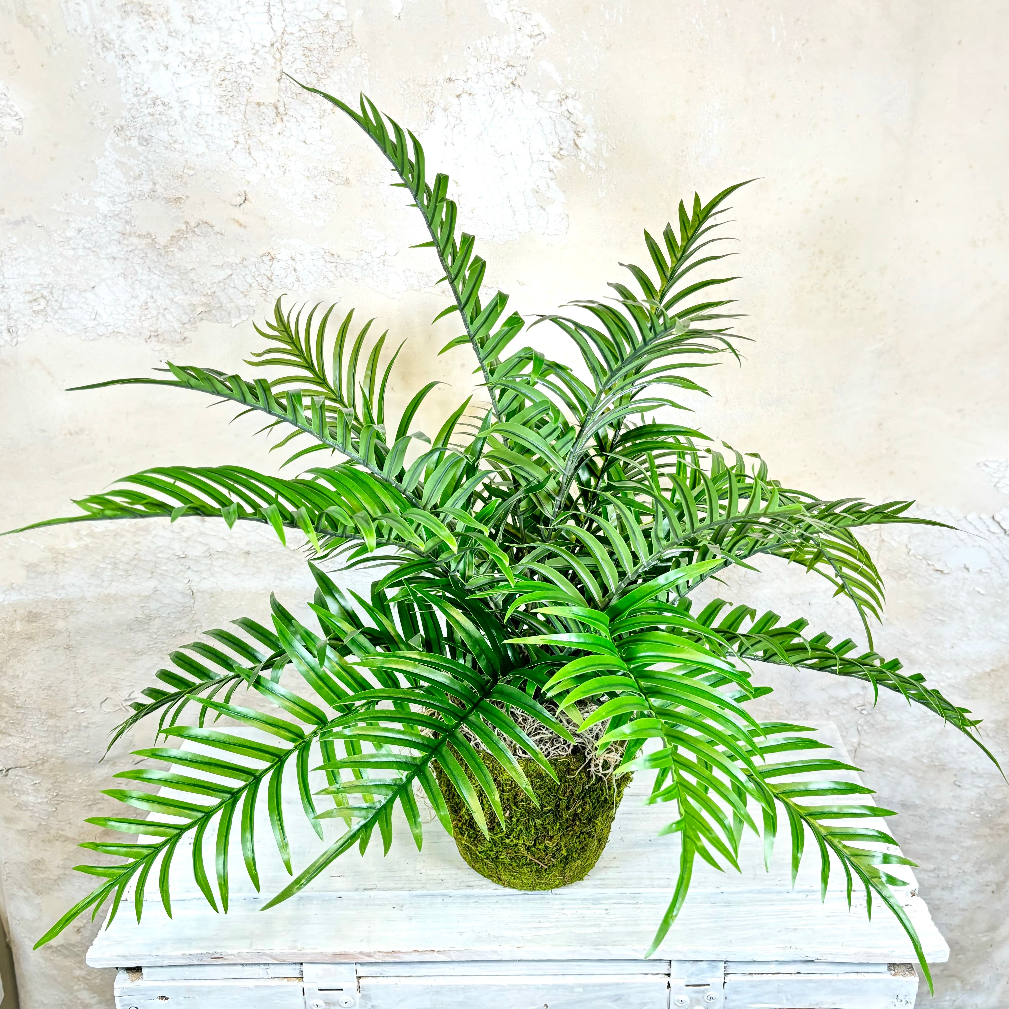 Areca Bush in Moss Pot Drop In