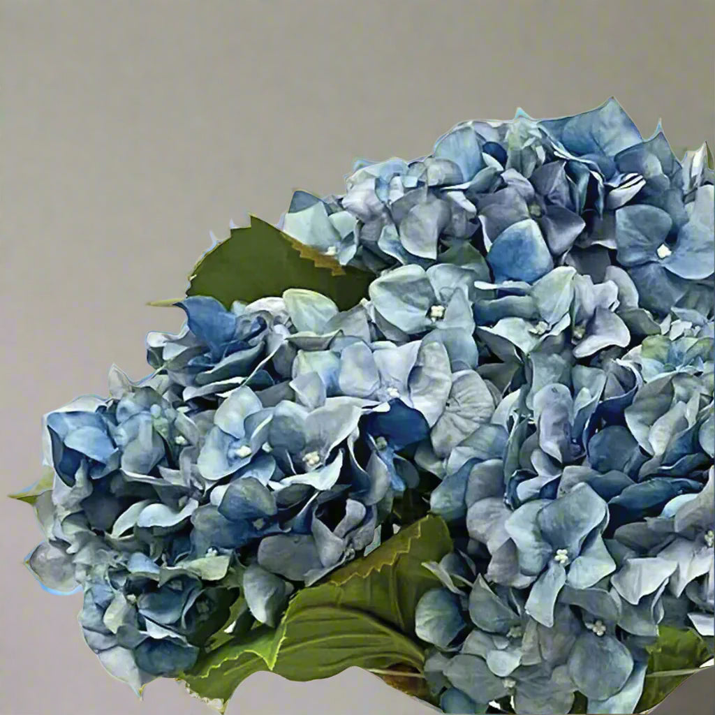 Light Blue Hydrangea in Cylinder