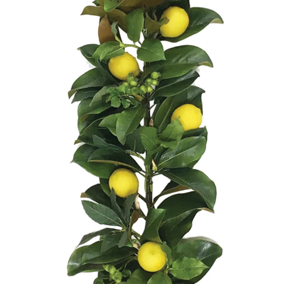 Lemon and Magnolia Garland 5'