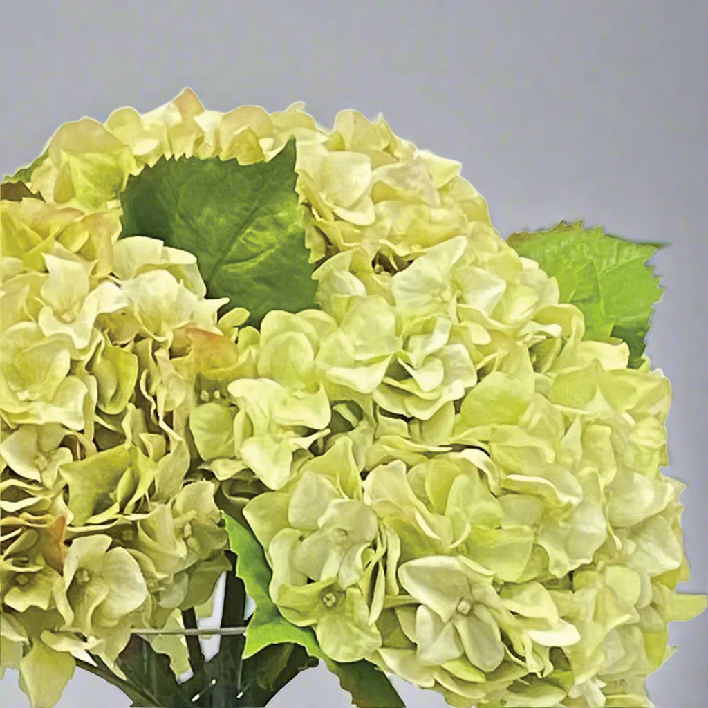 Light Green Hydrangea in Cylinder