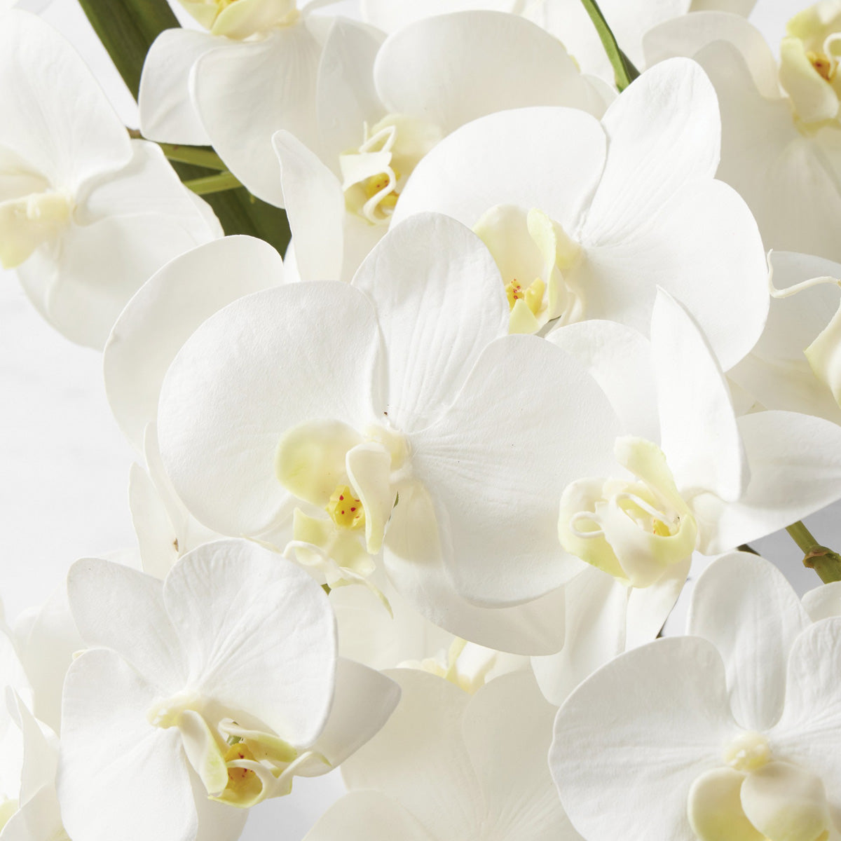 White Phalaenopsis Orchid in Glass