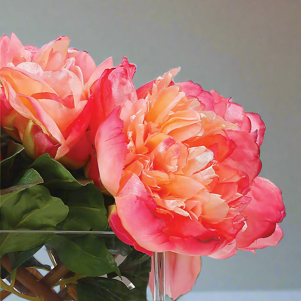 Salmon Peonies in Vase