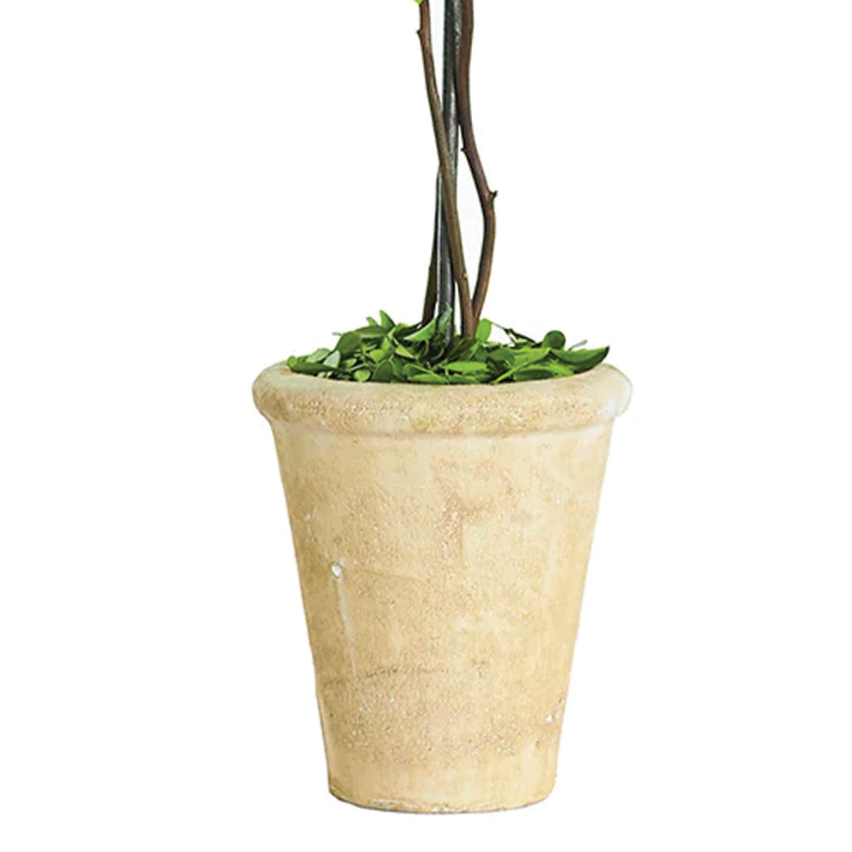 Single Boxwood Ball Topiary