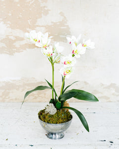 Double White Cymbidium Orchid Drop In