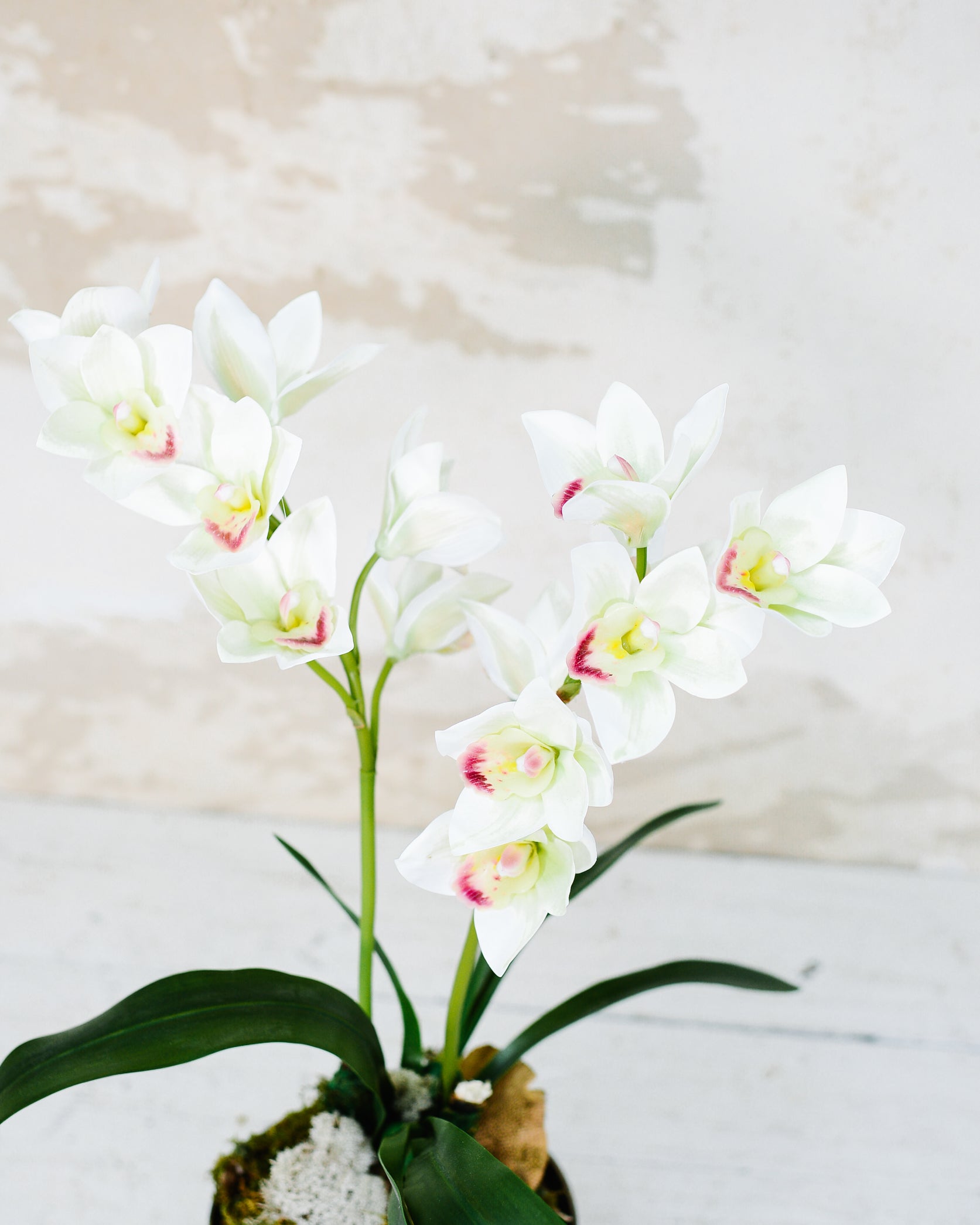 Double White Cymbidium Orchid Drop In