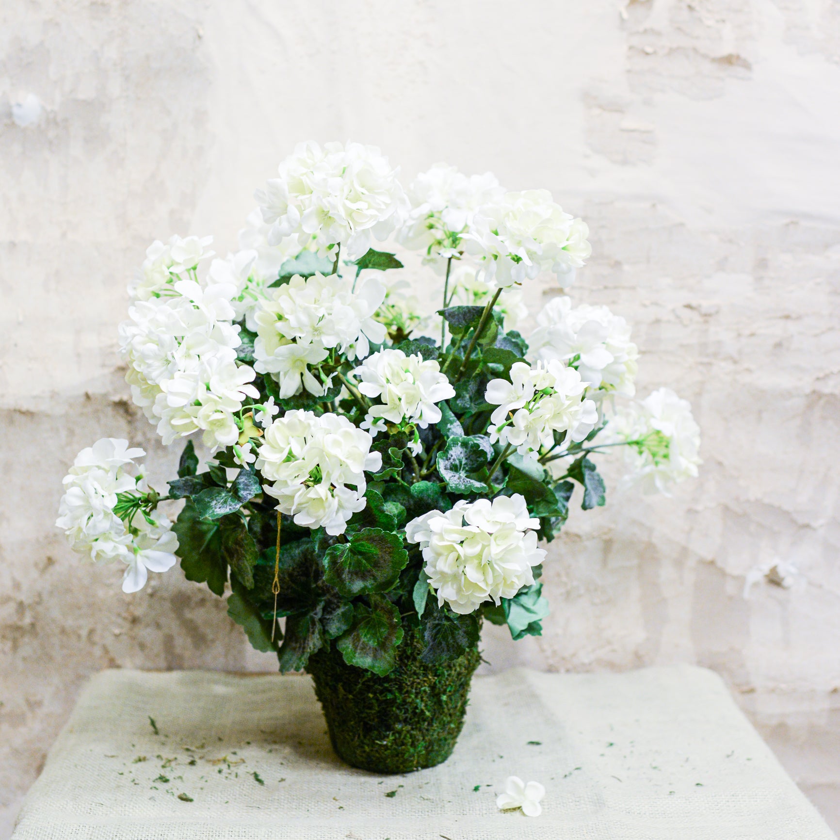 Double White Geranium Moss Pot Drop In
