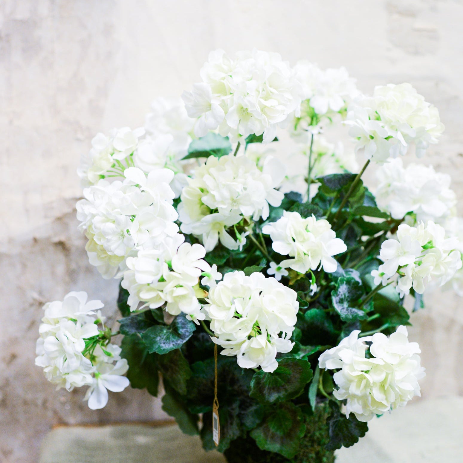 Double White Geranium Moss Pot Drop In
