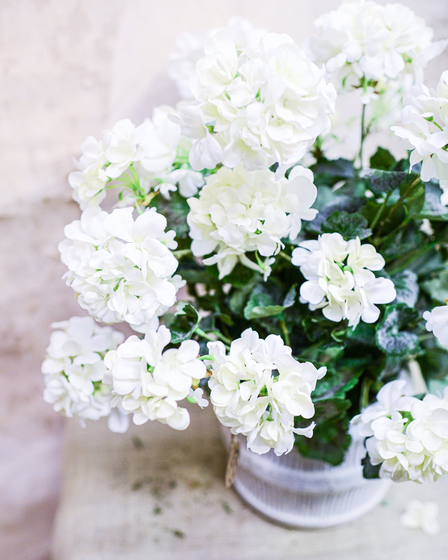 Double White Geranium Moss Pot Drop In