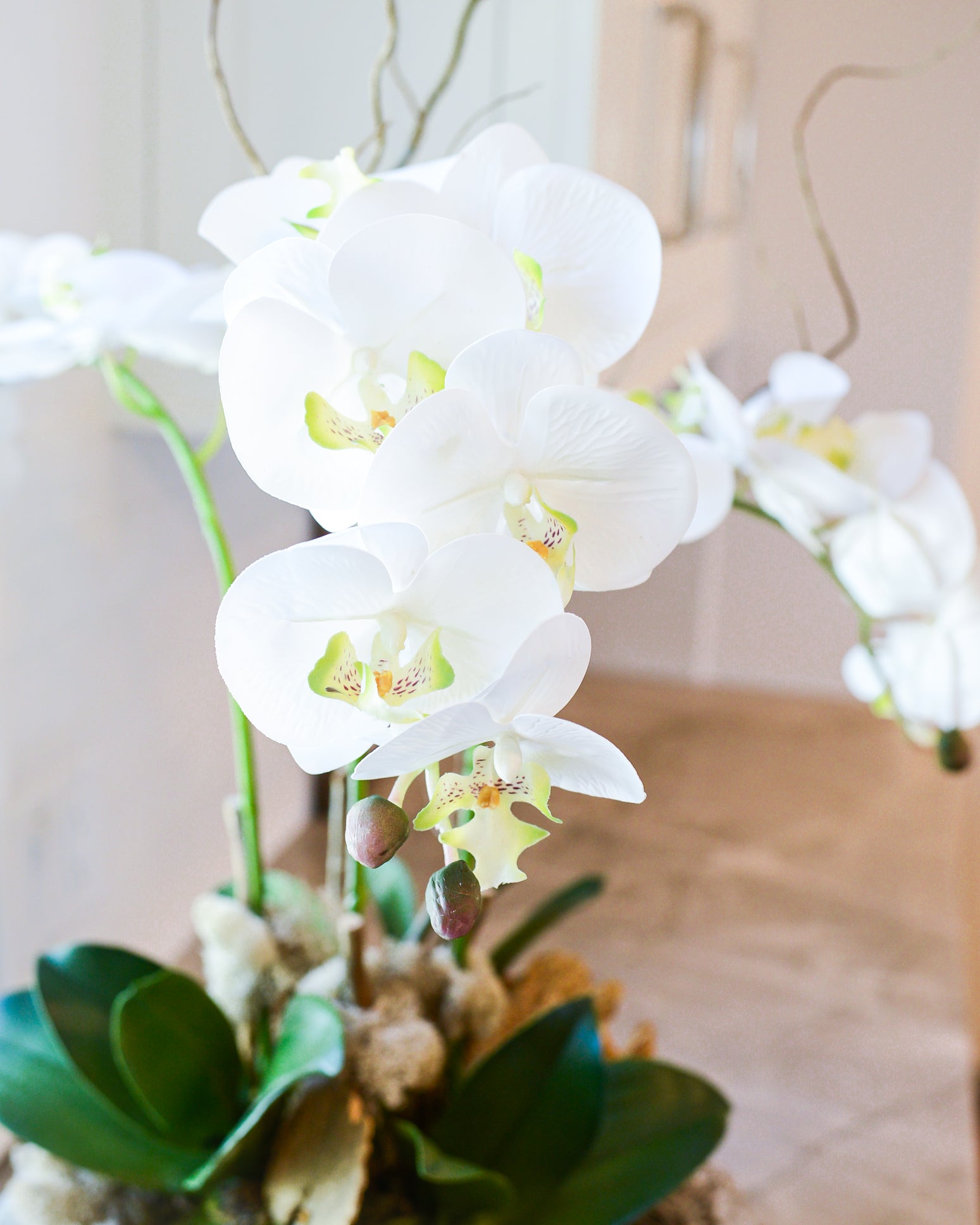 Triple White Phalaenopsis Orchid Drop In
