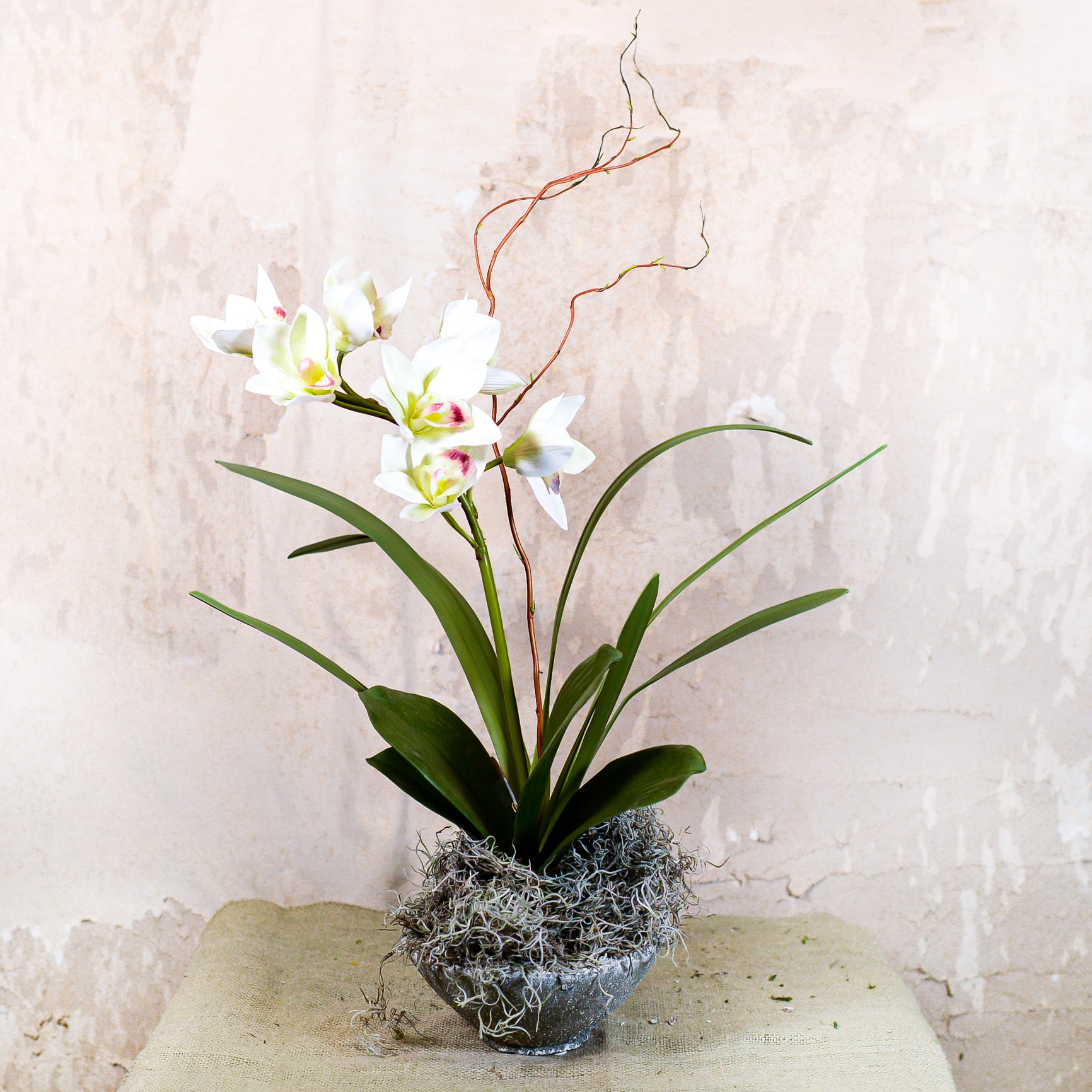 Single White Cymbidium Orchid Drop In