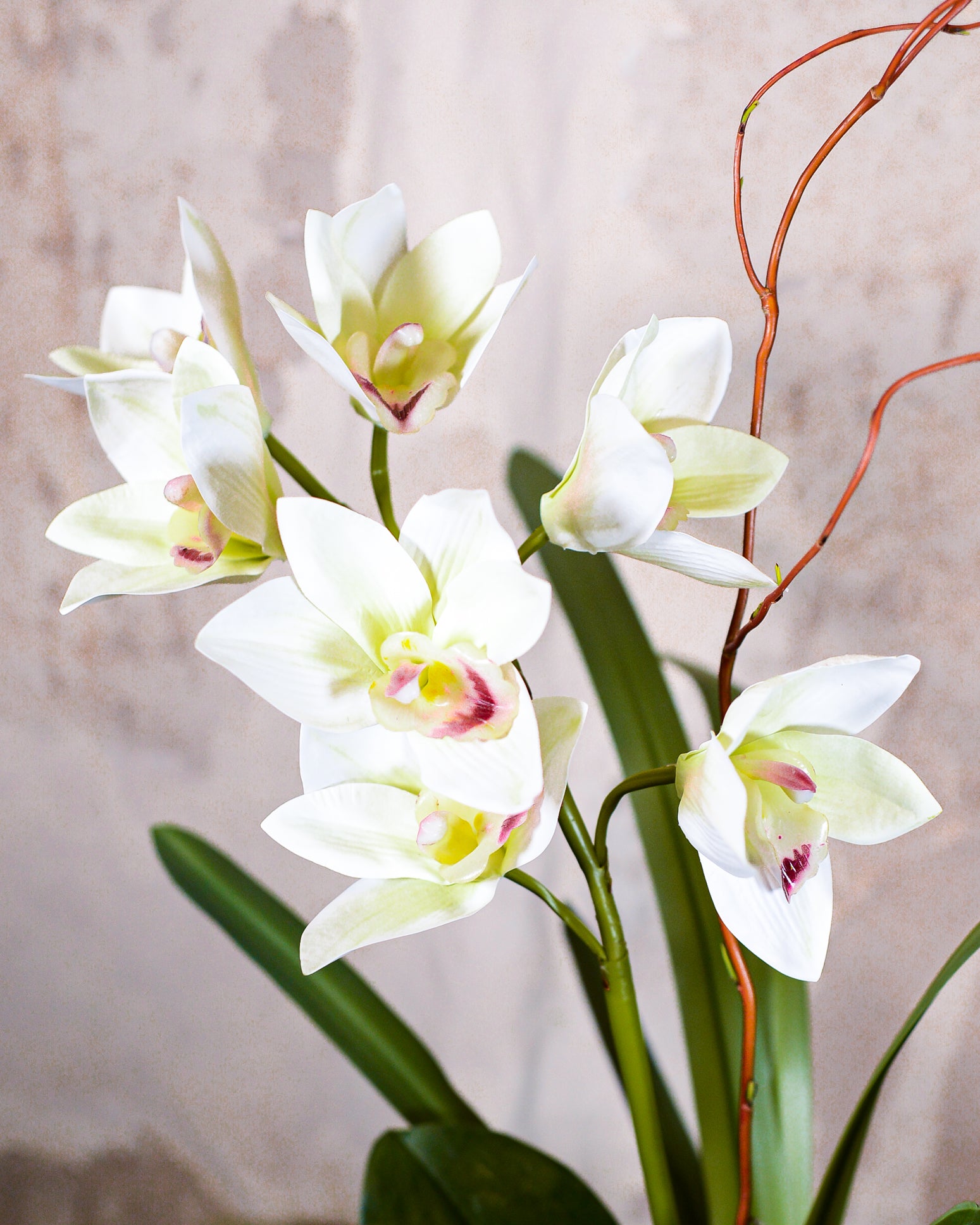Single White Cymbidium Orchid Drop In