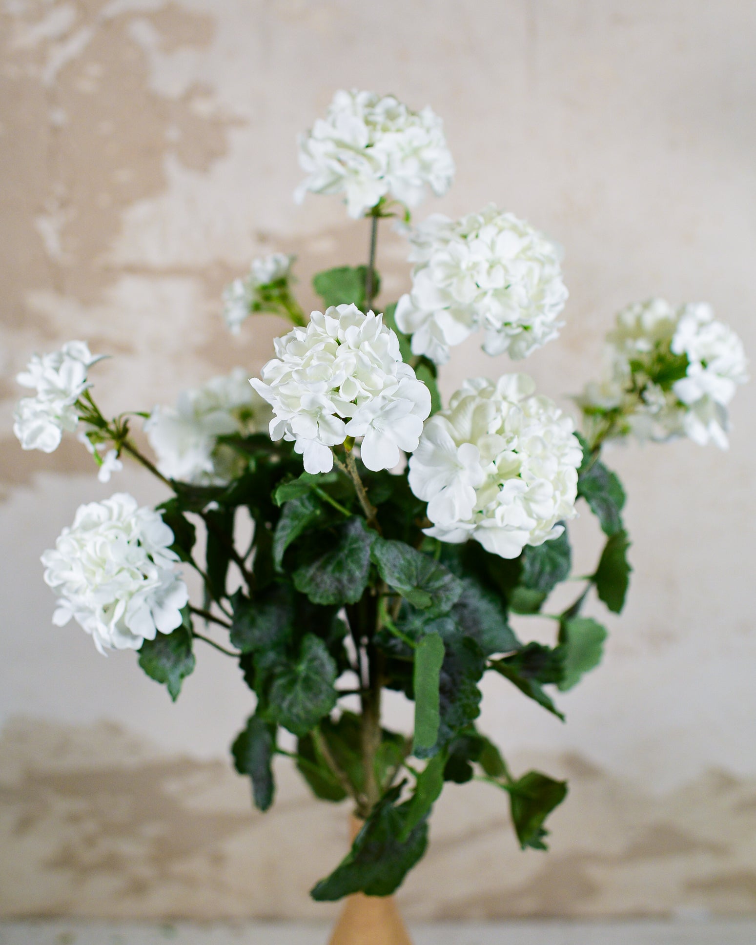 White Geranium Bush Stem