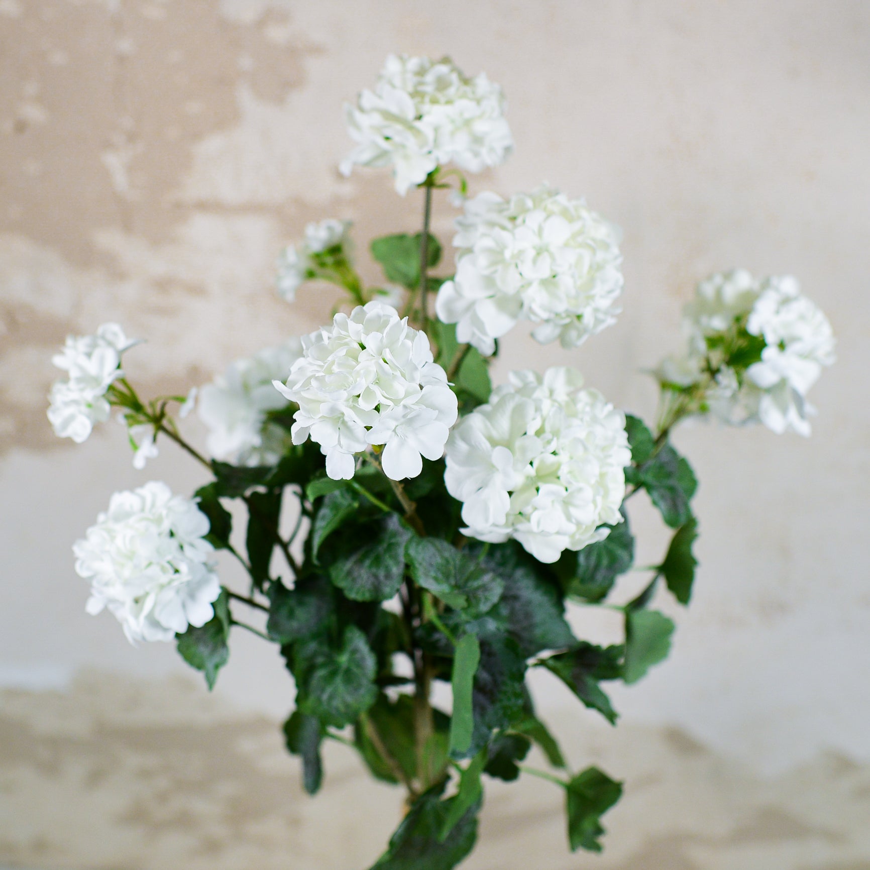 White Geranium Bush Stem
