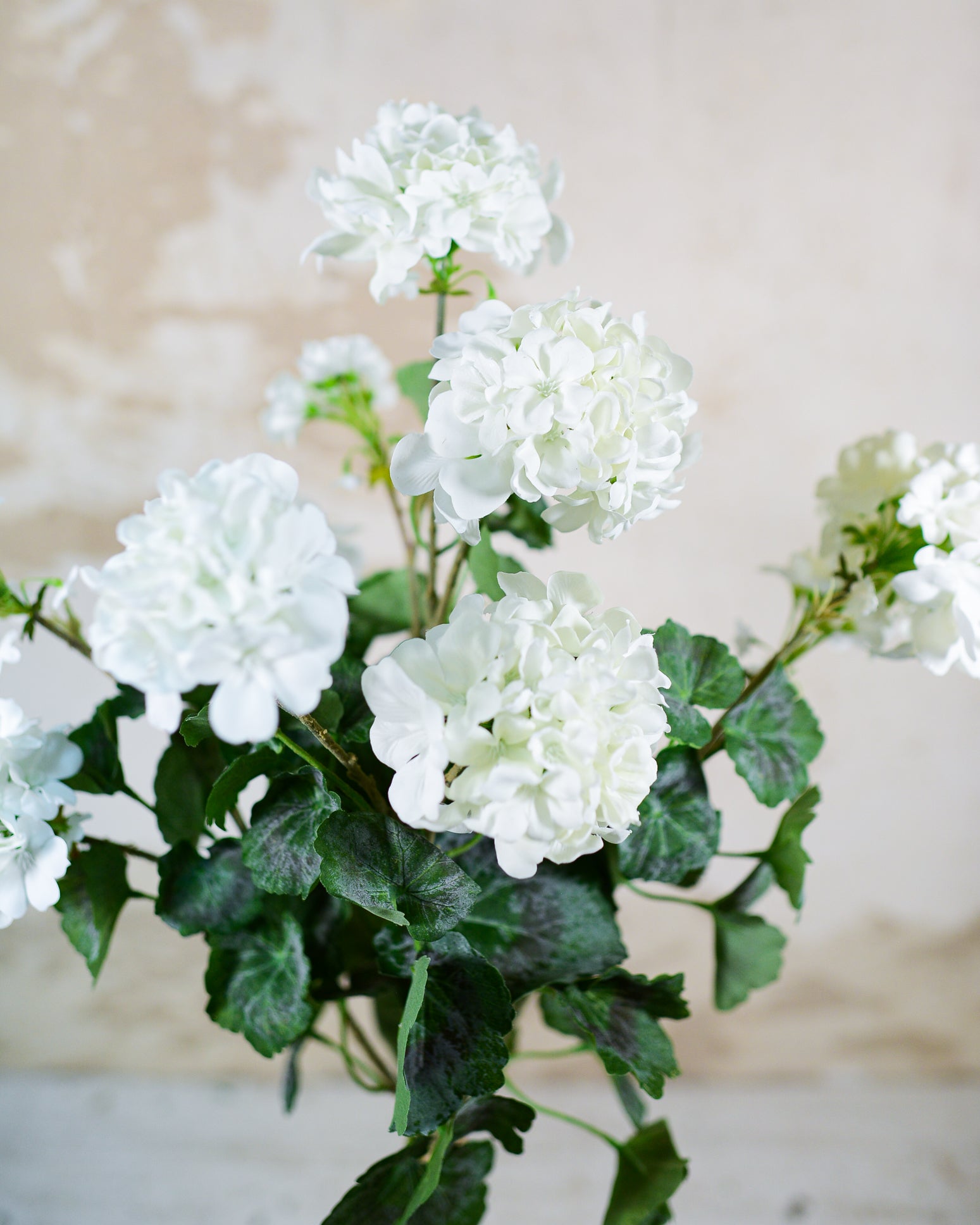 White Geranium Bush Stem