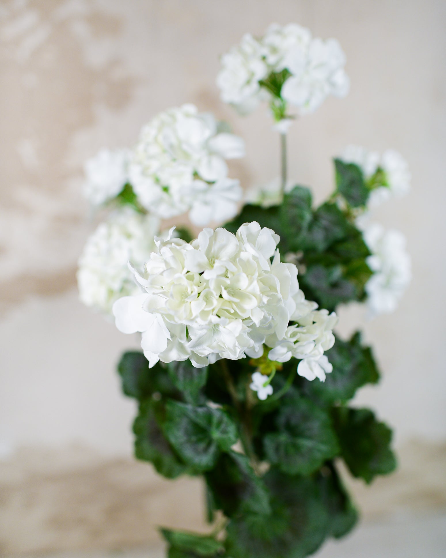 White Geranium Bush Stem