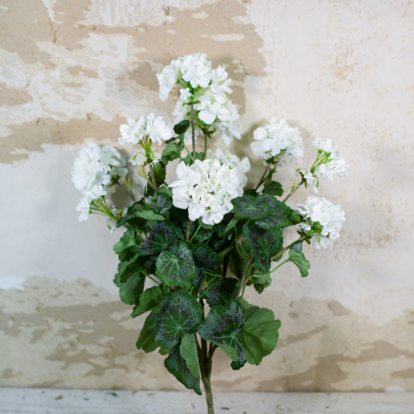 White Geranium Bush Stem
