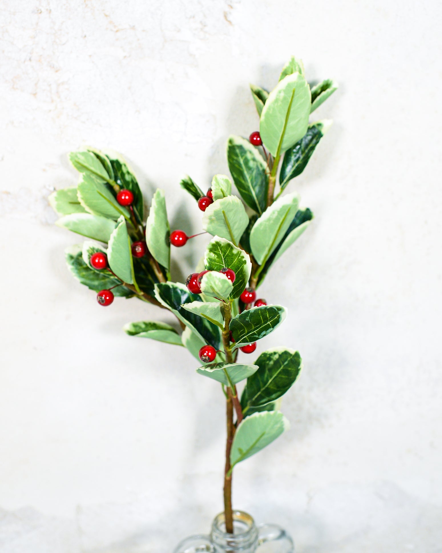 Holly Variegated with Red Berries Spray Stem