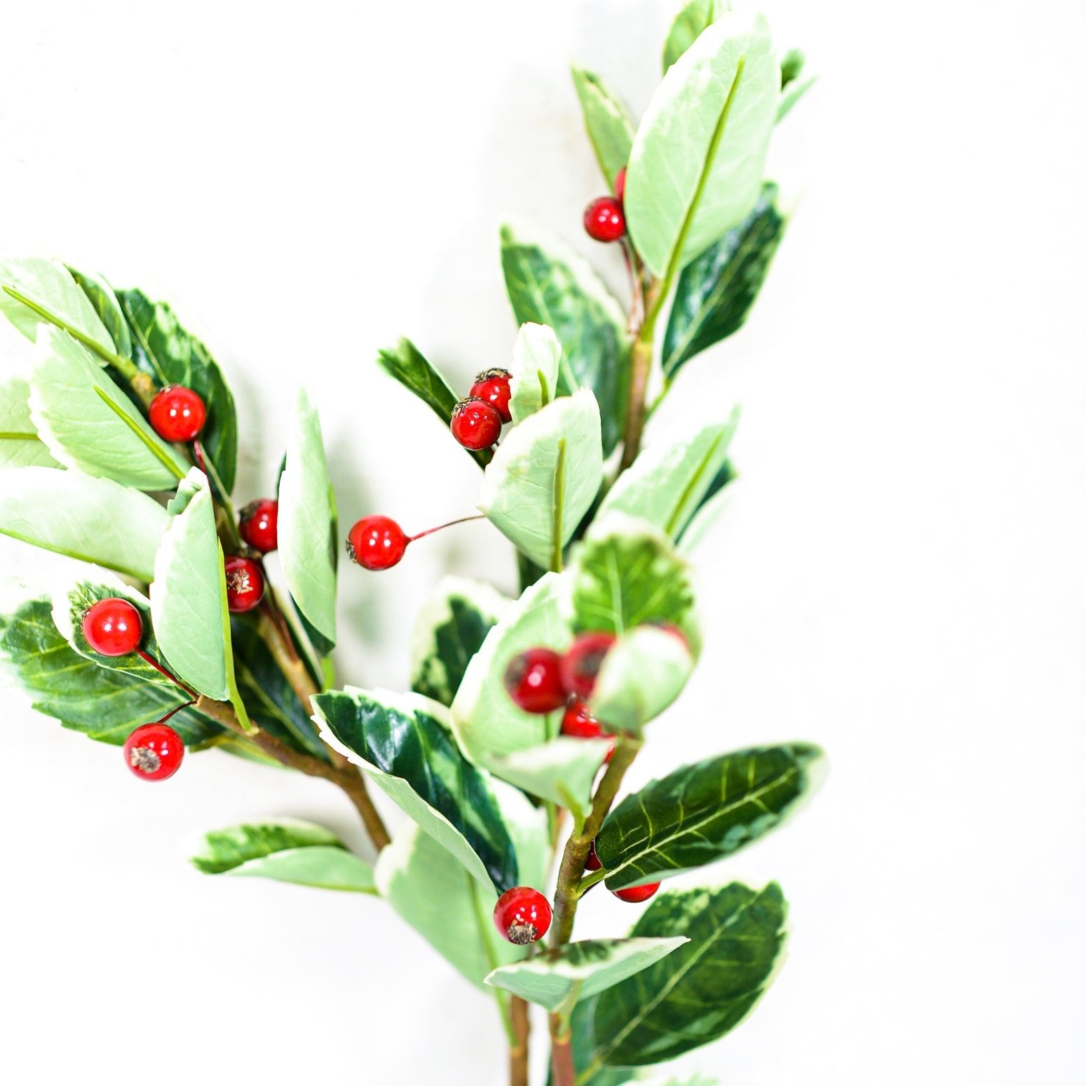 Holly Variegated with Red Berries Spray Stem