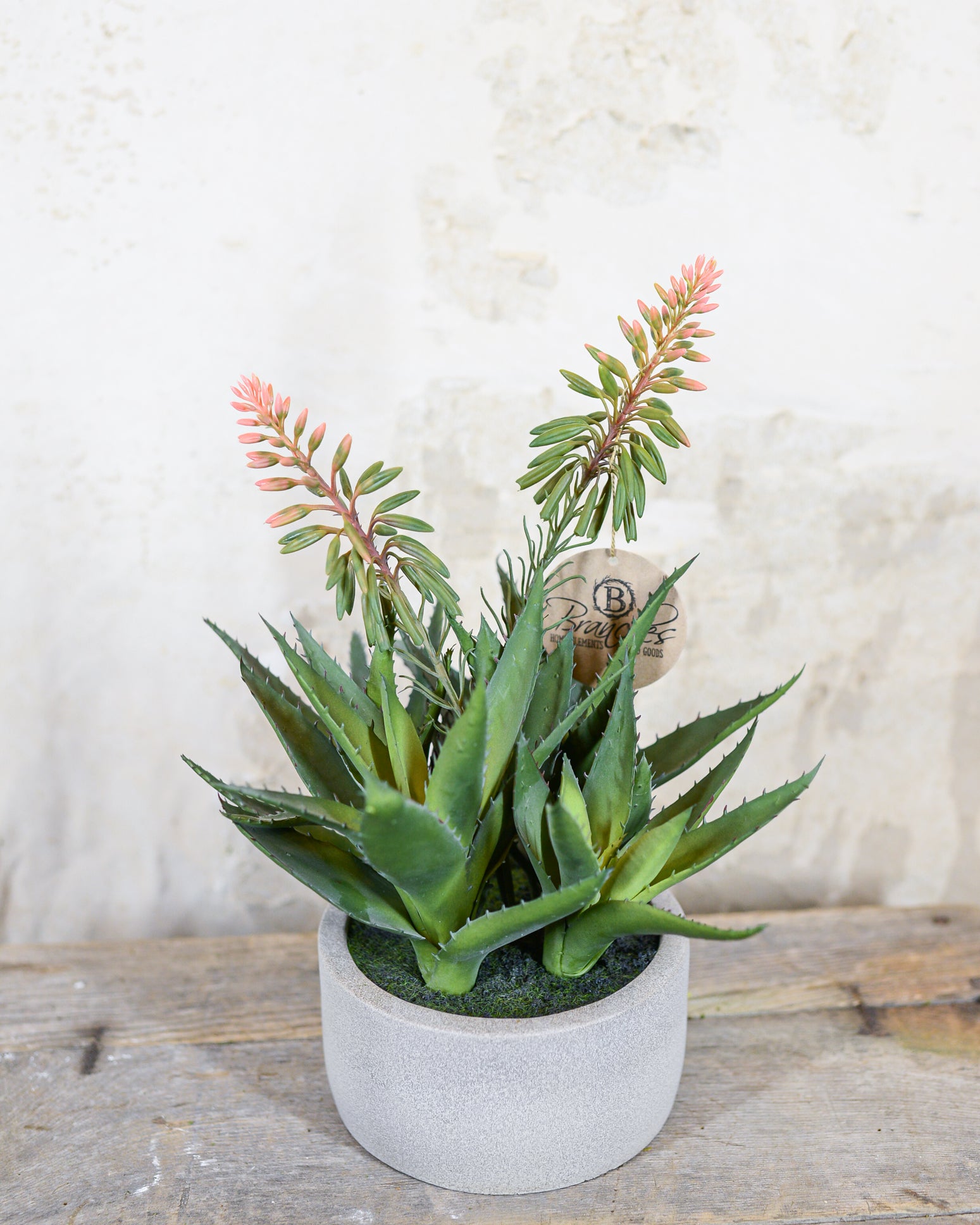 Blooming Agave Plant in Gray Cement Pot