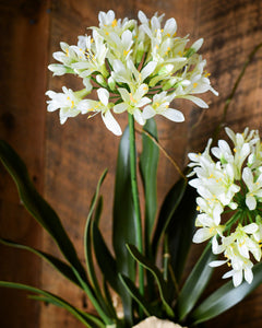 Double White Agapanthus Drop In
