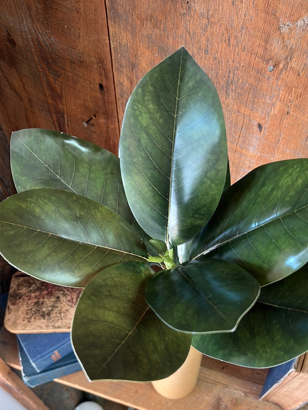 Magnolia Leaf Pick Stem