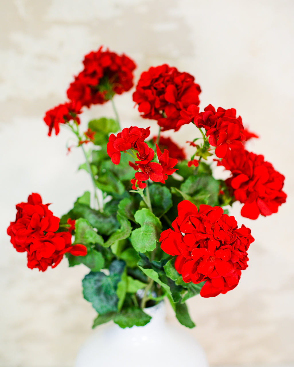 Red Geranium Bush Stem with Nine Blooms