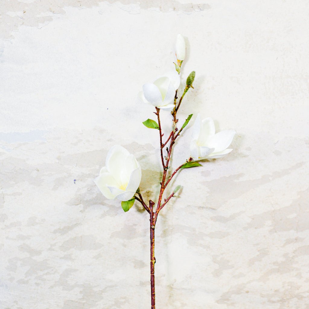 Saucer Magnolia Spray White